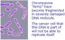 Chromosome arms have become fragmented in severely damaged DNA molecules. The cancer cell that this DNA is part of will not be able to replicate itself.