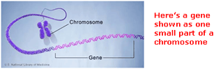 A gene is one small part of a chromosome