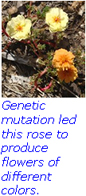 Genetic mutation led this rose to produce flowers of different colors.